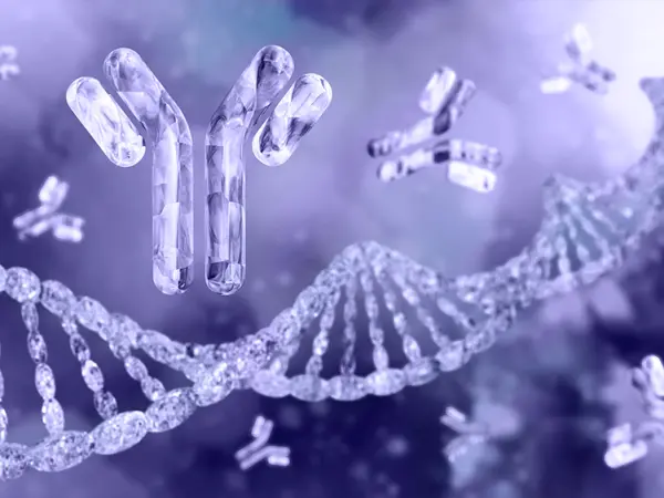 Conjugated antibodies